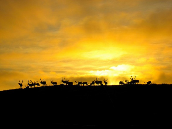 What to do in Norway under the midnight sun