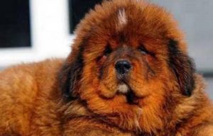 Overpriced puppy was sold for 1.44 million