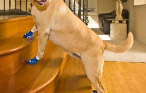 A pair of non slip slippers to pamper your dog’s paws