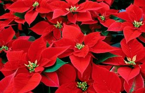The reason why Christmas is decorated with Ponsettia flowers