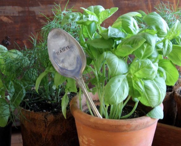 4 Herb and Spices You Can Grow in Your Garden