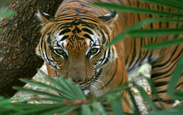 Find Tigers in India