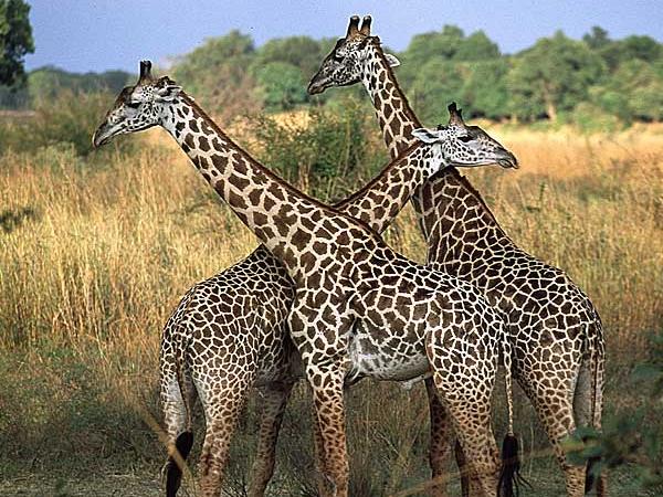 Safari in Zambia