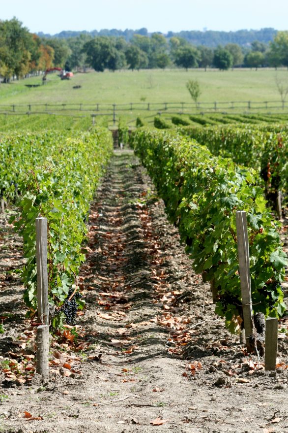 vineyards_of_chateau_margaux